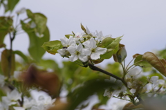 花散歩‐和梨