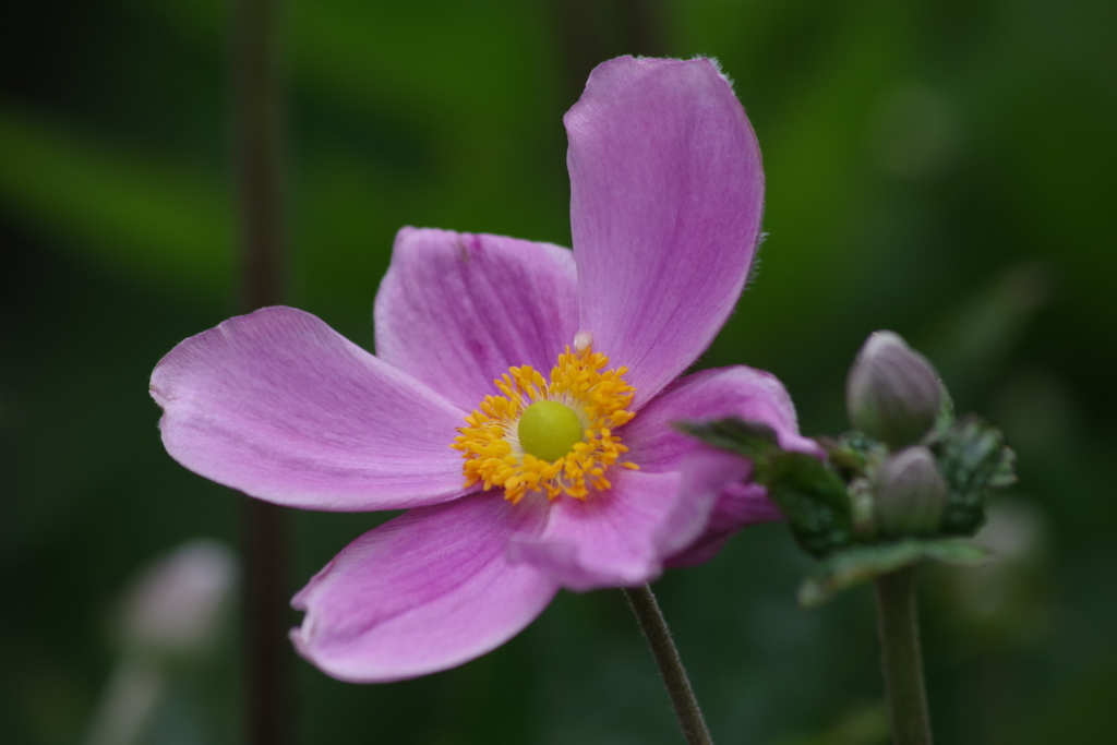 家の周りも秋の気配‐秋明菊