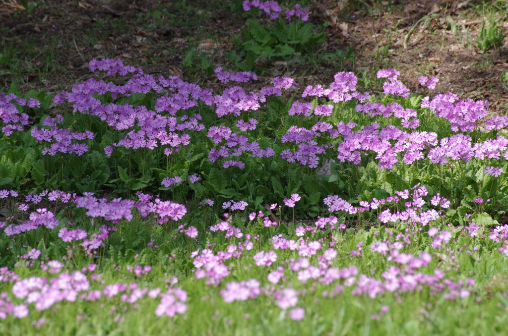 桜草の谷-6