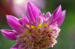 アルペンパール