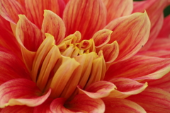 秋田のダリア‐弁慶