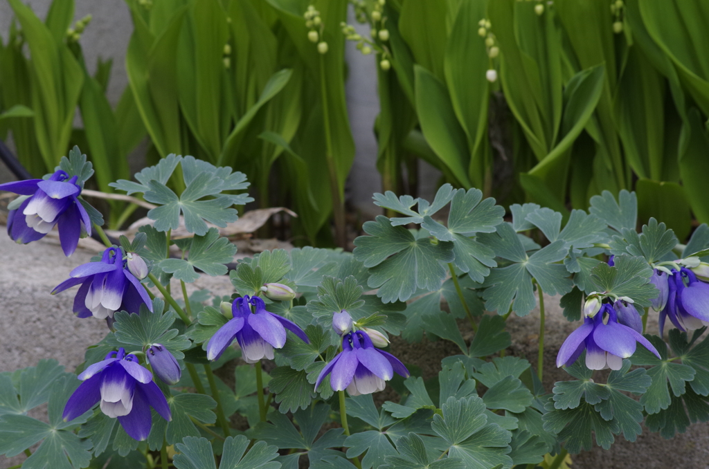 家の周りで‐苧環と鈴蘭