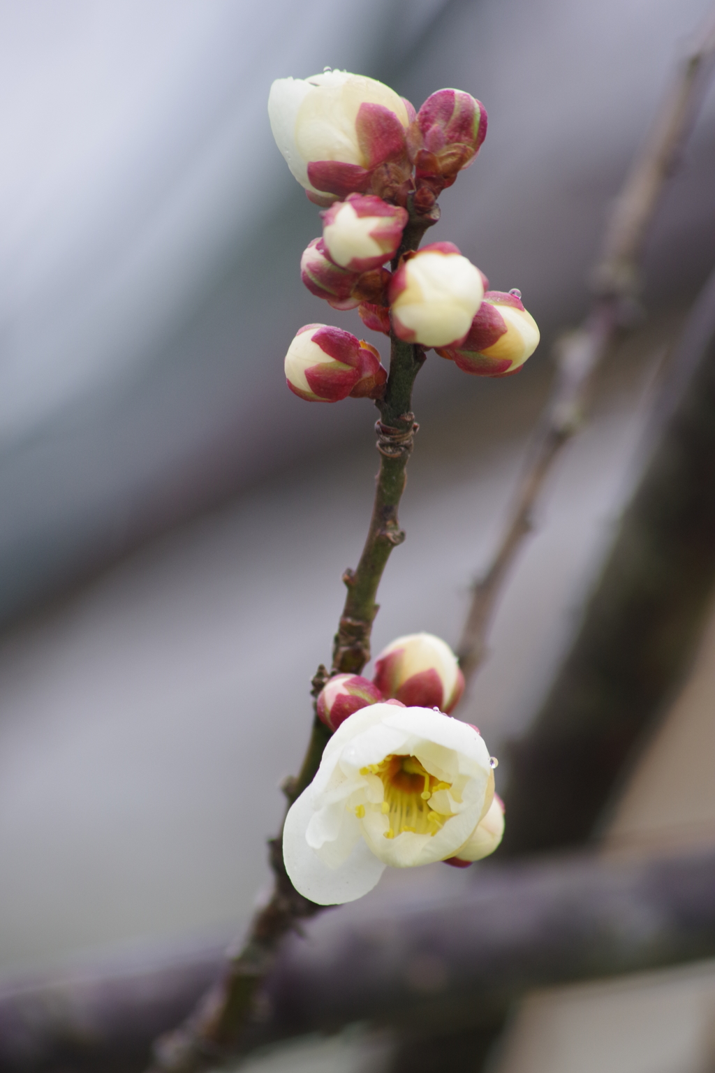 春のお使い-霞城の梅1