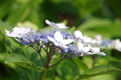 額紫陽花
