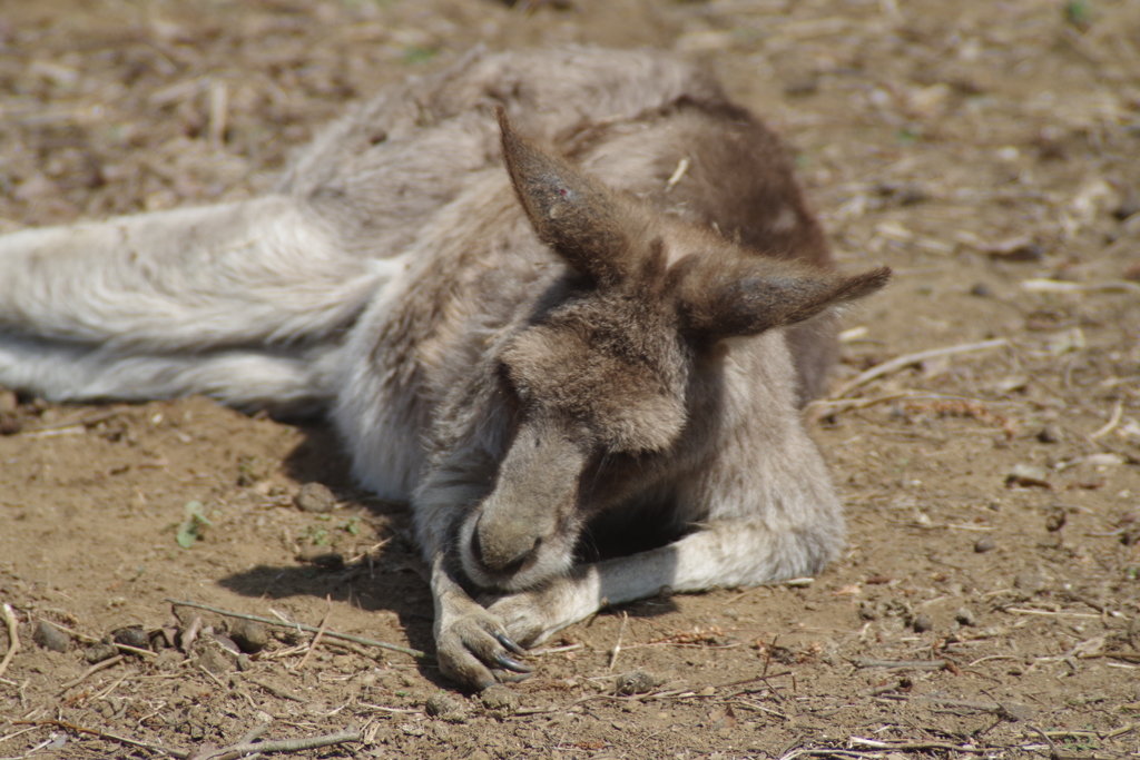 お行儀良い寝姿‐カンガルー