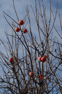 冬の散歩‐残し柿