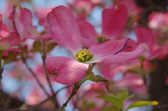華やかな恋-花水木14
