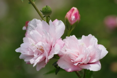 花散歩-ピンクの八重木槿
