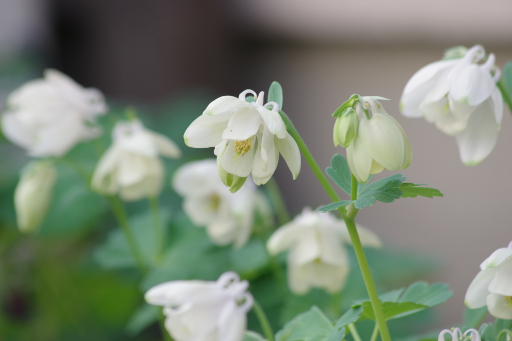 庭の片隅で‐深山苧環・白花