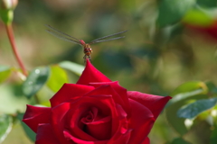 秋のバラ園‐赤に赤