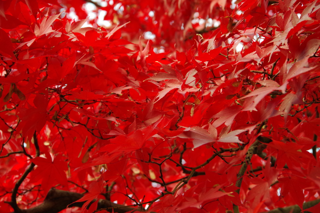 紅のモミジ-3