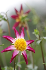 ミッドナイトスター