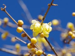 冬空に咲く-4