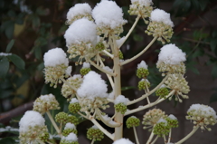 雪の中の花散歩₋八つ手の花