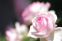 花散歩-ピンクの薔薇は愛らしい