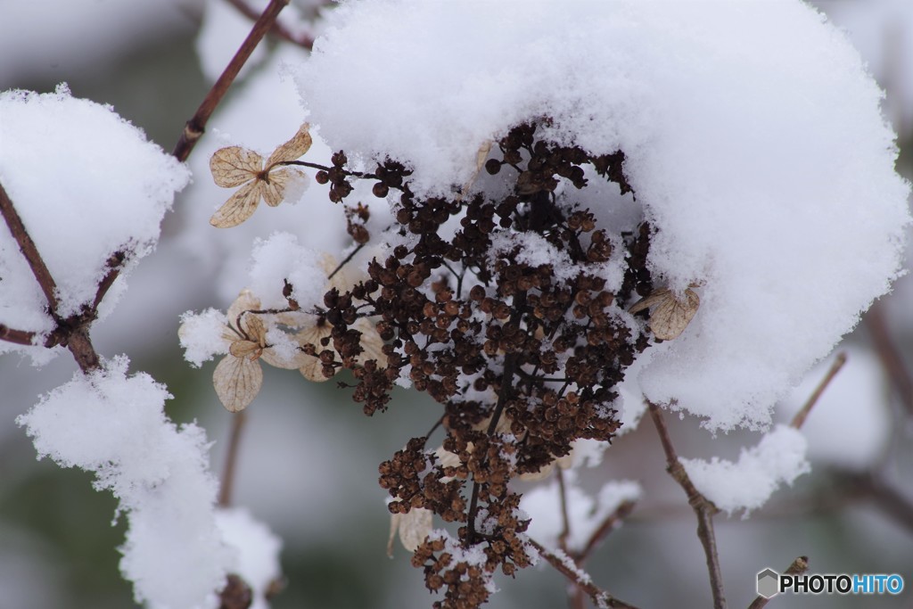 雪中花‐糊空木