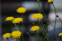 花散歩-タンポポのような黄色の花がゆらゆらと