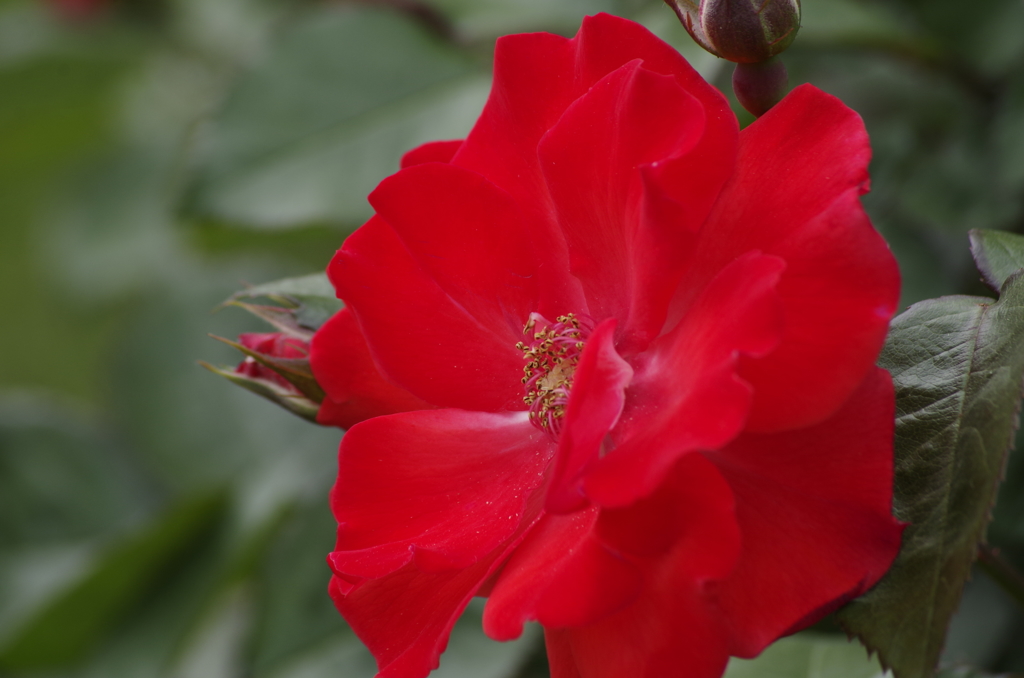 春薔薇の季節到来-トゥルーラブ