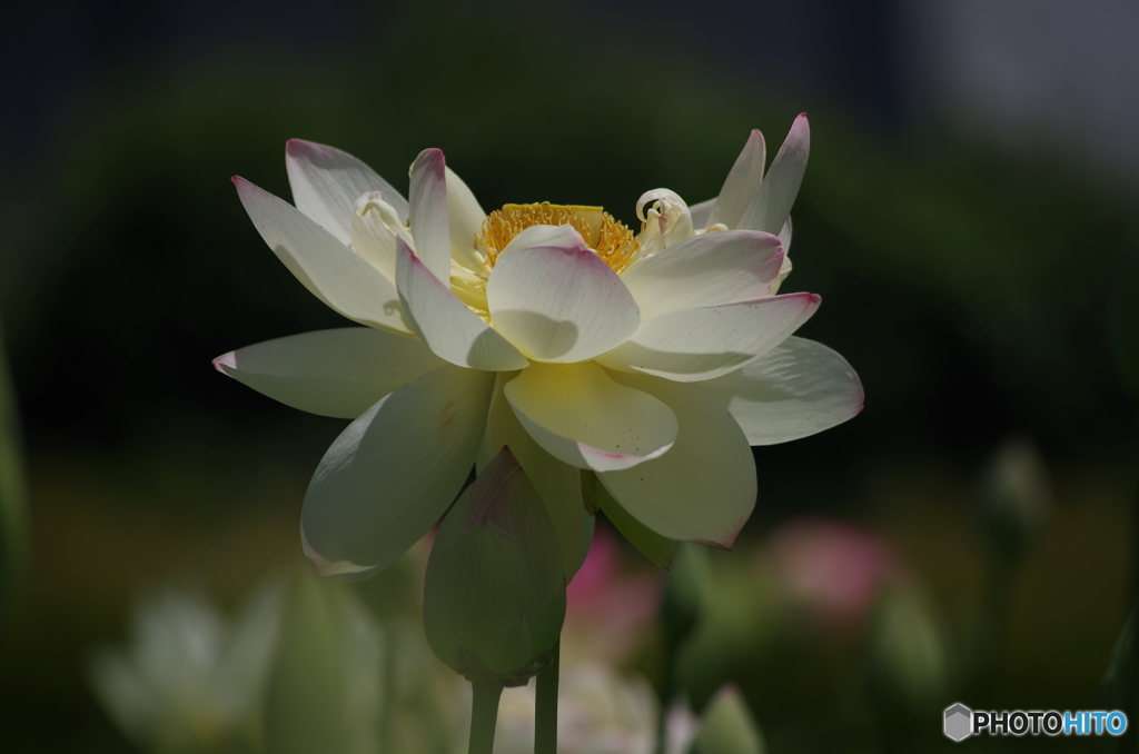 蓮華-3