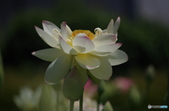 蓮華-3