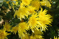 花散歩-小菊の季節6