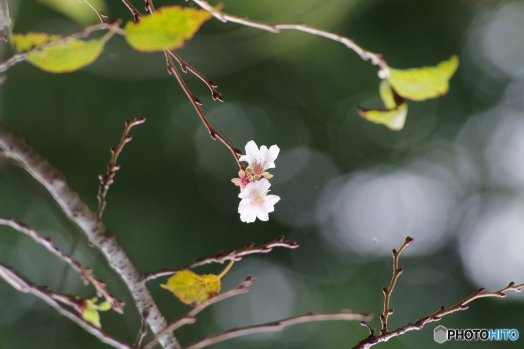 十月桜の秋咲き-1