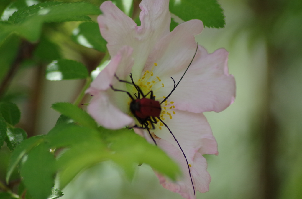 山椒薔薇に愛を育む