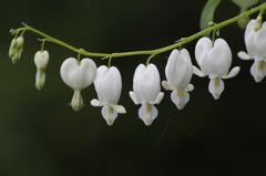 雨の日の花散歩‐タイツリソウ・白花