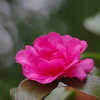 花散歩₋山茶花