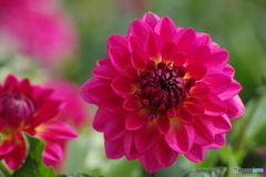 秋の忘れ物‐光華