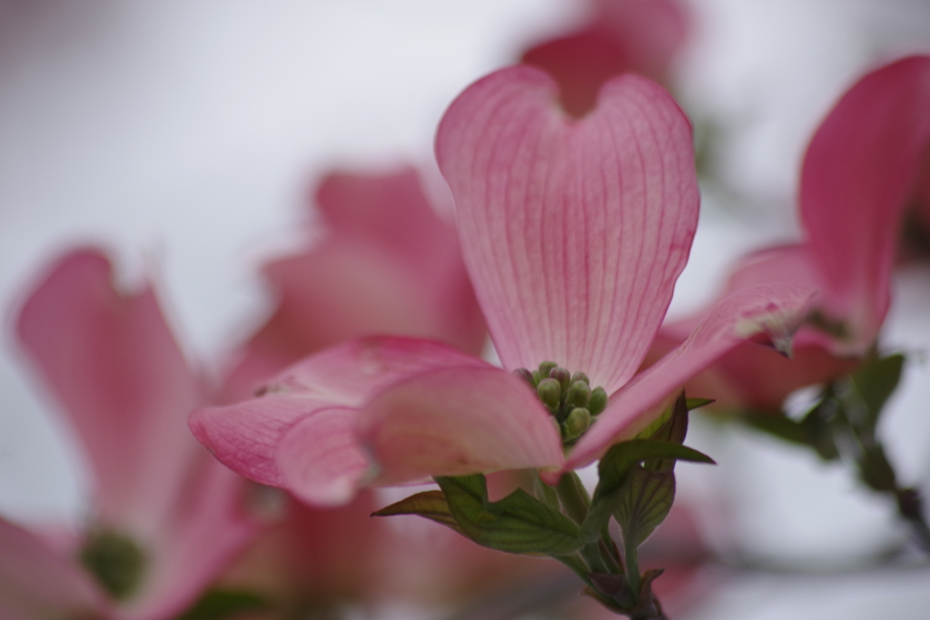 花散歩‐花水木