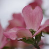 花散歩‐花水木