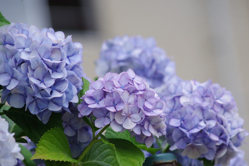 花散歩-紫陽花