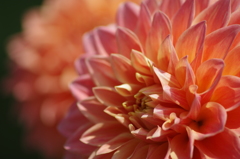 ハミルトンリリアン