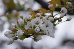 花散歩-梨の花