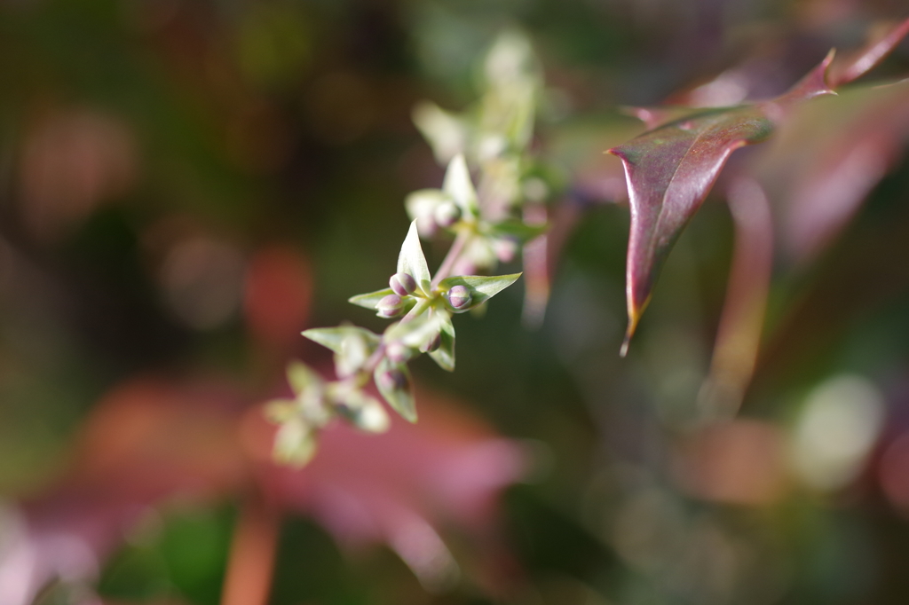 柊南天の花穂