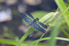 じゅん菜沼のトンボ-1
