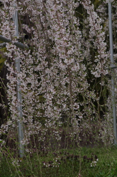 一重の枝垂れ桜-2