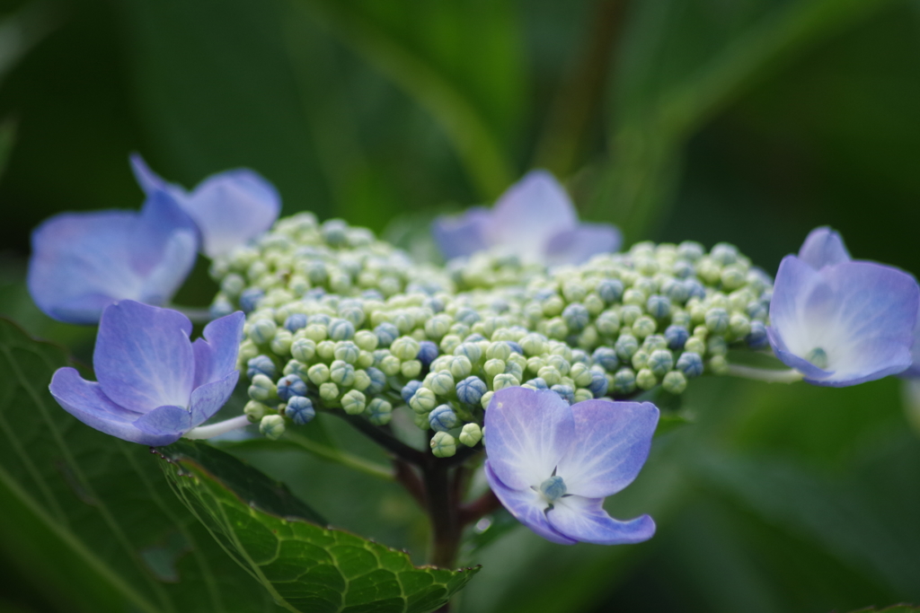 弥彦山の紫陽花1