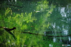 青と緑の神の池－丸池様9