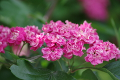 花散歩‐紅山査子