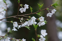 花散歩-白い山桜