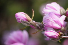 花散歩‐姫辛夷