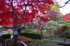 紅のモミジの庭園