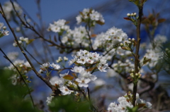 梨の花-3