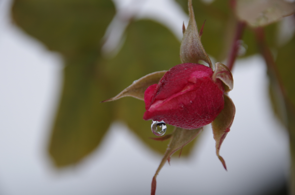 雪中散歩-薔薇の蕾