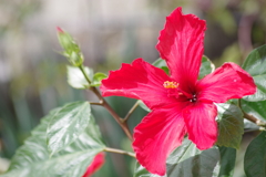 春真っ盛りの花散歩‐ハイビスカス