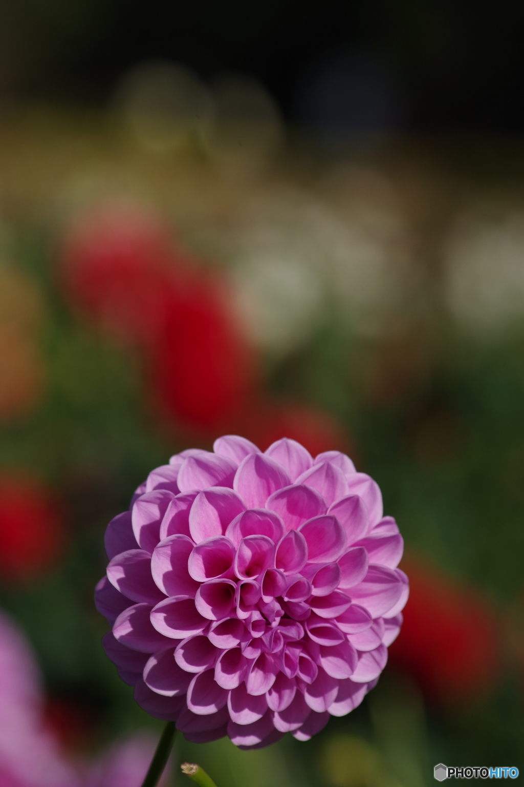 蛍桜