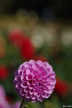 蛍桜