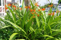 樹下の花想い10-1